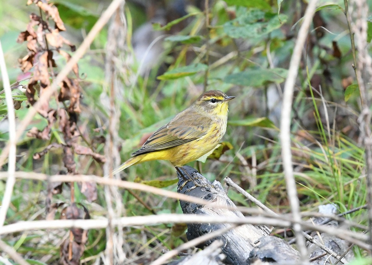 Palm Warbler (Yellow) - ML377856441