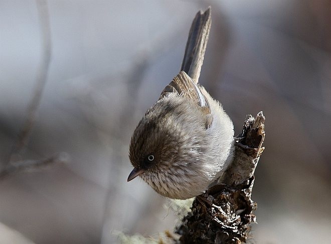 Chinese Fulvetta - Jun Tang