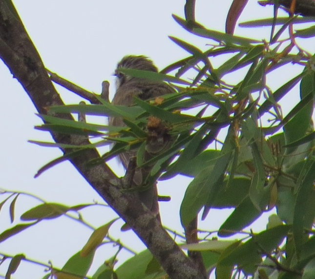 Black-eared Cuckoo - ML37785821