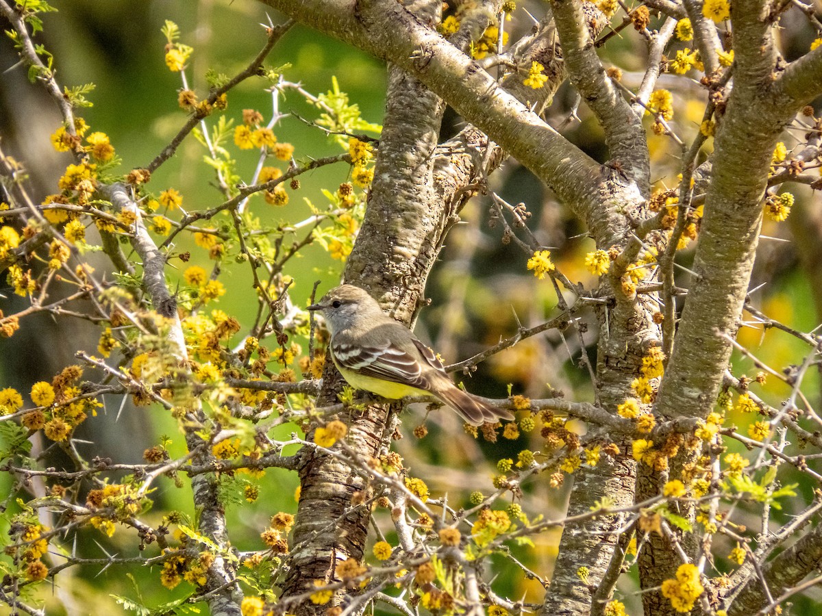 Southern Scrub-Flycatcher - ML377859371