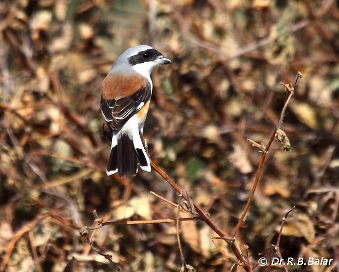 Bay-backed Shrike - ML377859751