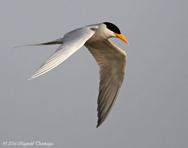 River Tern - ML377860361