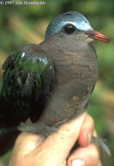 Asian Emerald Dove - ML377860781