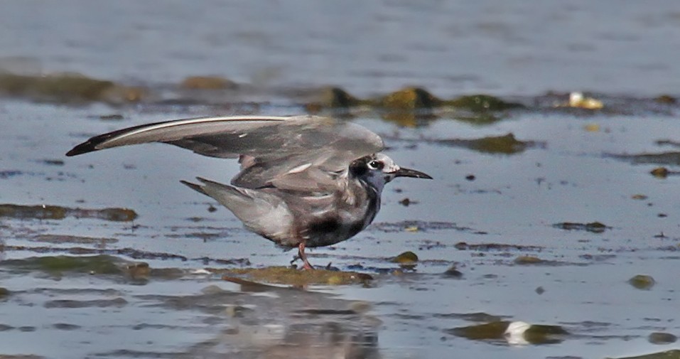 Black Tern - ML37786141