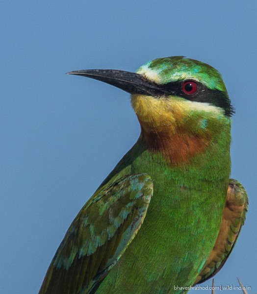 Blue-cheeked Bee-eater - ML377861651