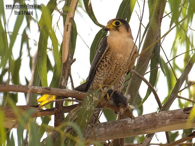 Red-necked Falcon (Asian) - ML377862051