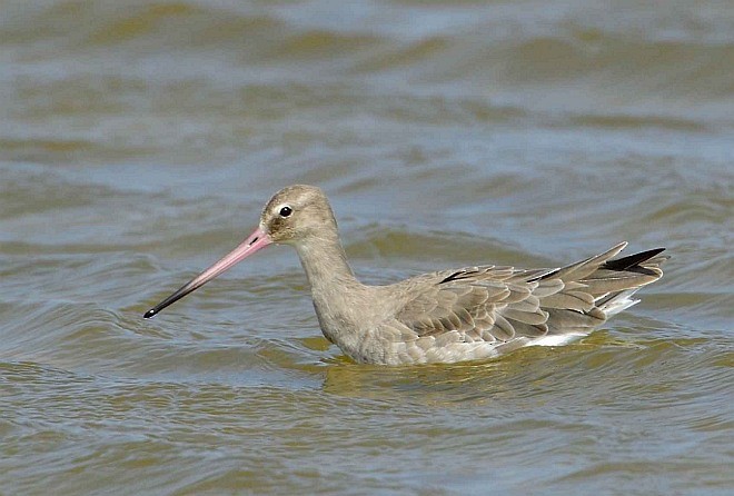 Black-tailed Godwit - ML377863391