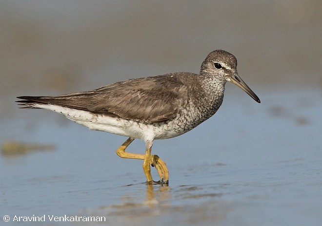 Gray-tailed Tattler - ML377864561