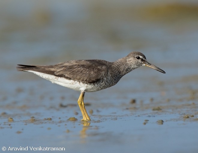 Gray-tailed Tattler - ML377864611