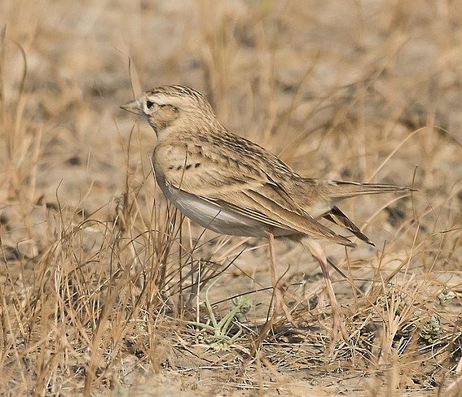 Greater Short-toed Lark - ML377864761