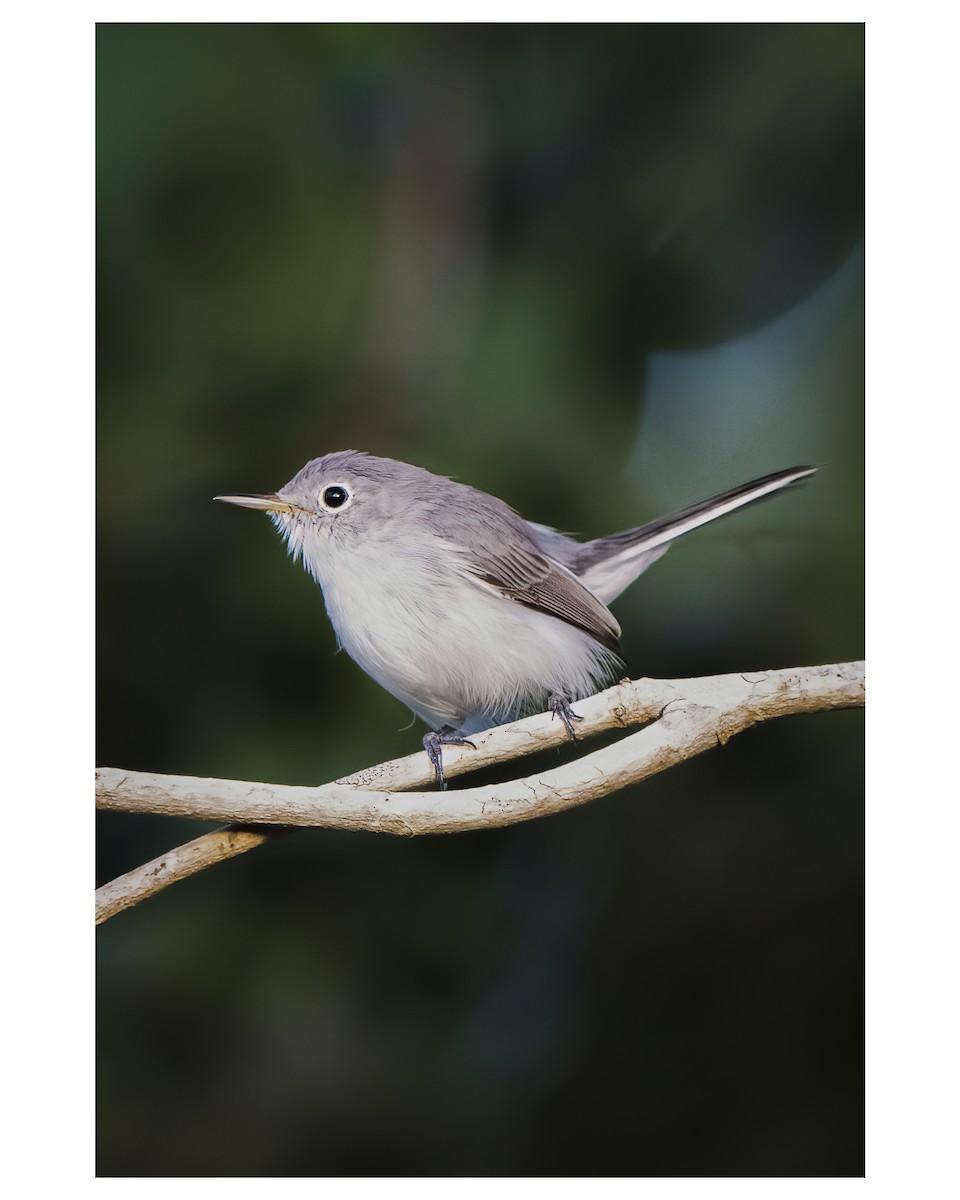 Blue-gray Gnatcatcher - ML377865341