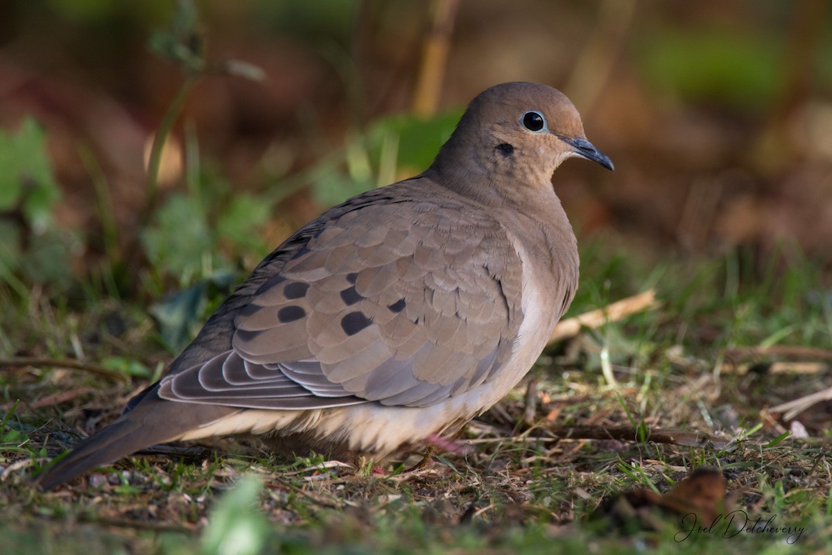 Mourning Dove - Detcheverry Joël