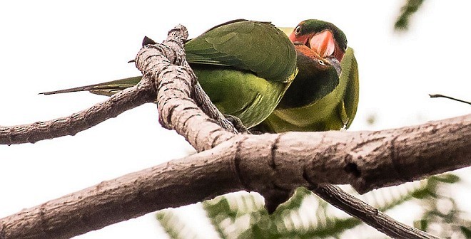 Uzun Kuyruklu Yeşil Papağan (longicauda/defontainei) - ML377865591