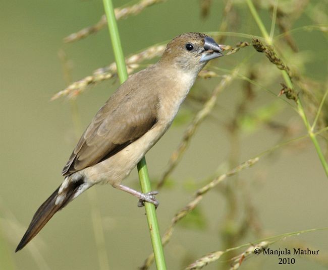 Indian Silverbill - ML377865611