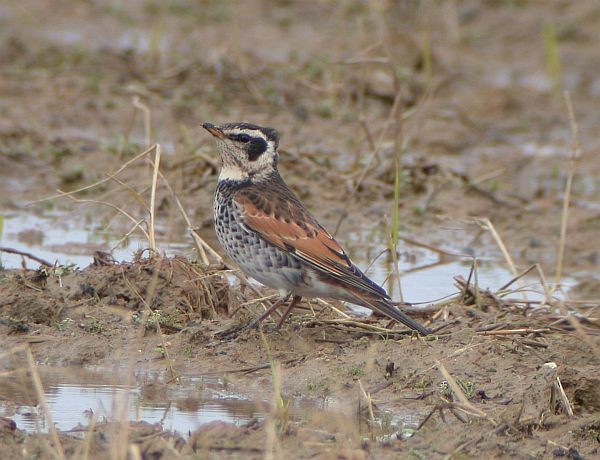 Dusky Thrush - ML377865971