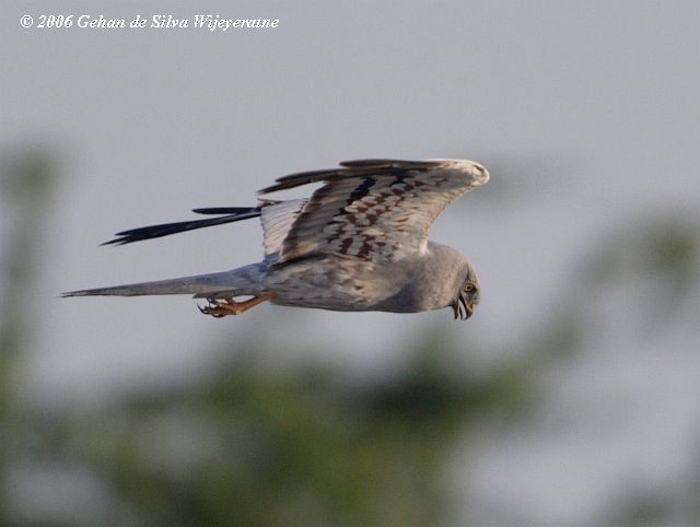 Montagu's Harrier - ML377867051