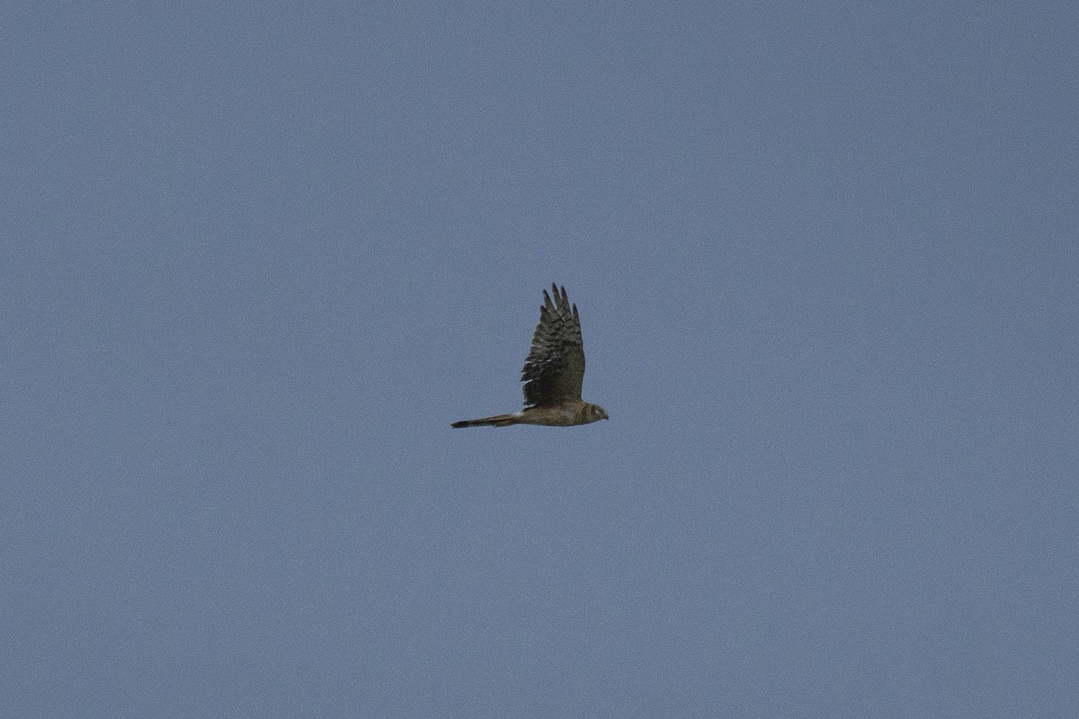 Pallid Harrier - ML377867691