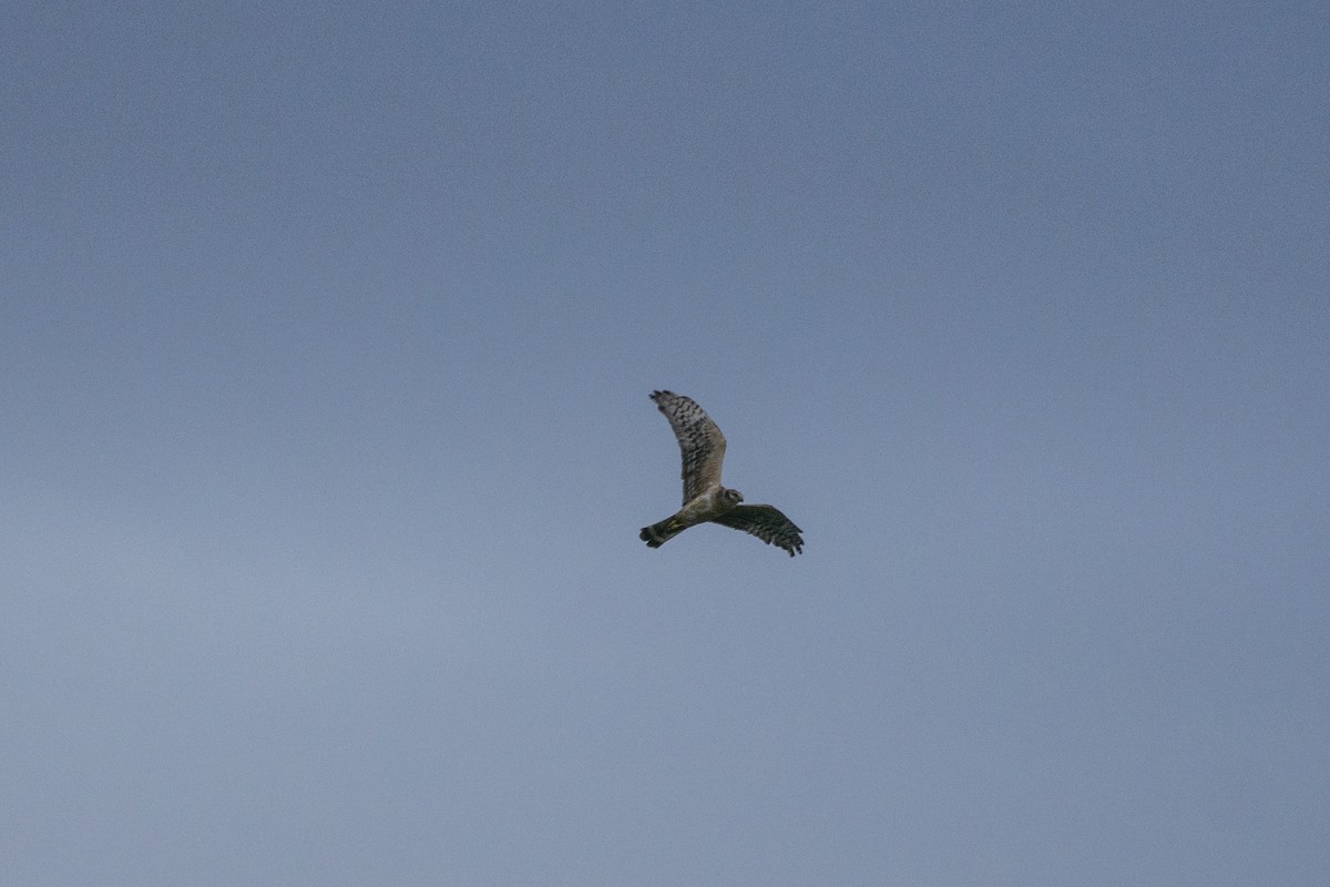 Pallid Harrier - ML377867751