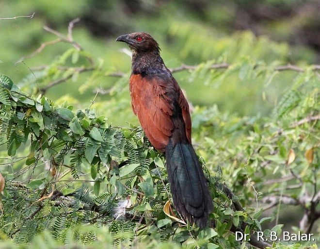 Greater Coucal (Southern) - ML377867761