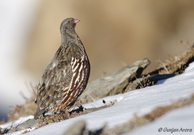 Snow Partridge - ML377869101