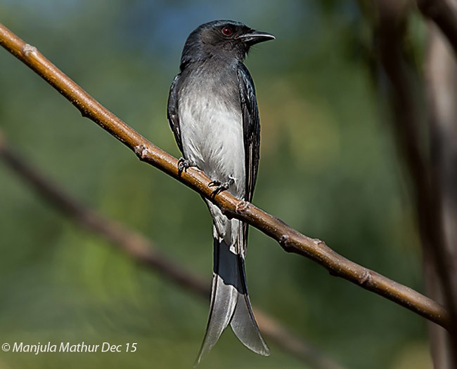 Graubrustdrongo (caerulescens) - ML377869191