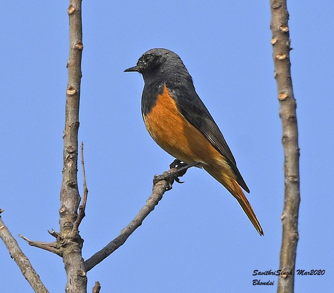 Black Redstart - ML377870371