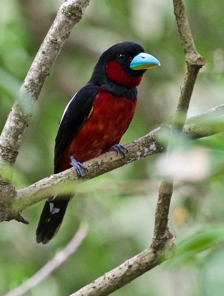 Black-and-red Broadbill (Black-and-red) - ML377870971