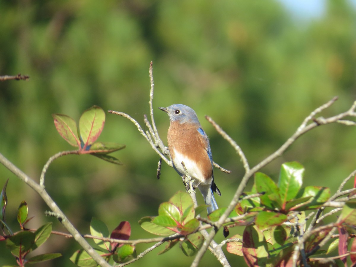 Eastern Bluebird - ML37787121