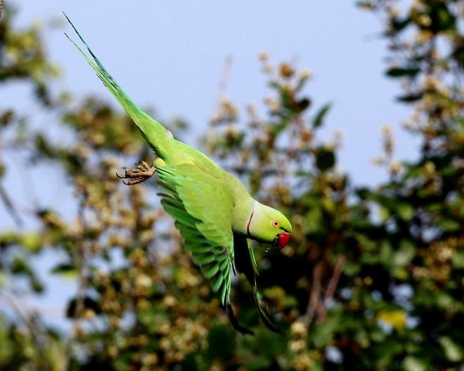 Rose-ringed Parakeet - ML377871281