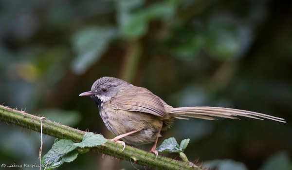 Black-throated Prinia - ML377872621