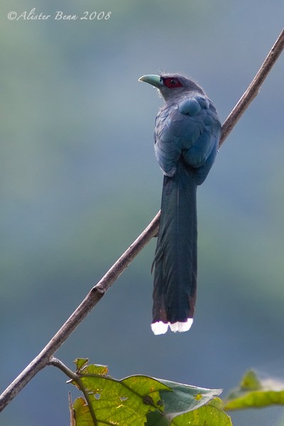 Black-bellied Malkoha - ML377872731