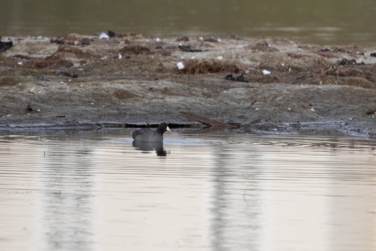 American Coot - ML377873271