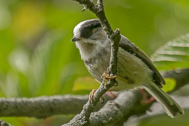 White-throated Tit - ML377873491