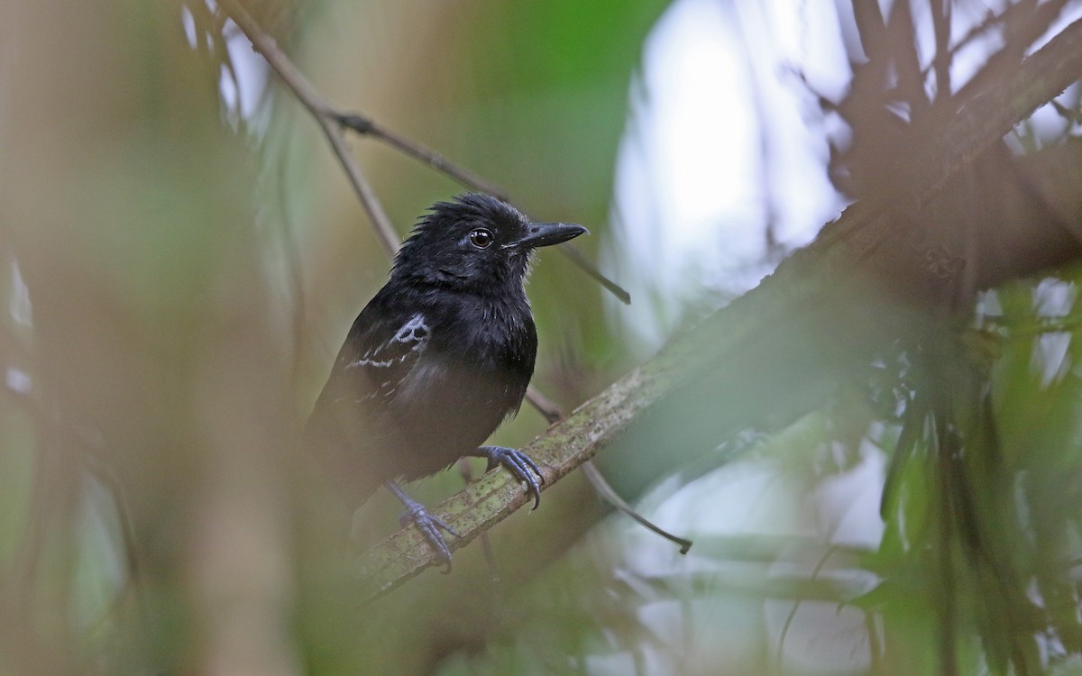 Castelnau's Antshrike - Christoph Moning