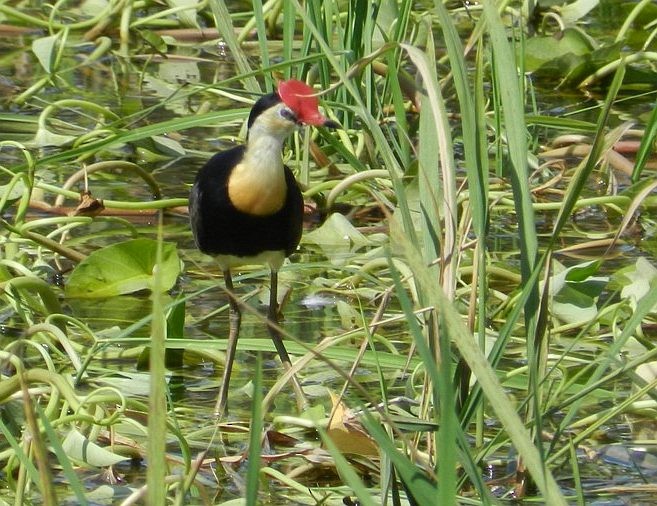 Comb-crested Jacana - ML377873891