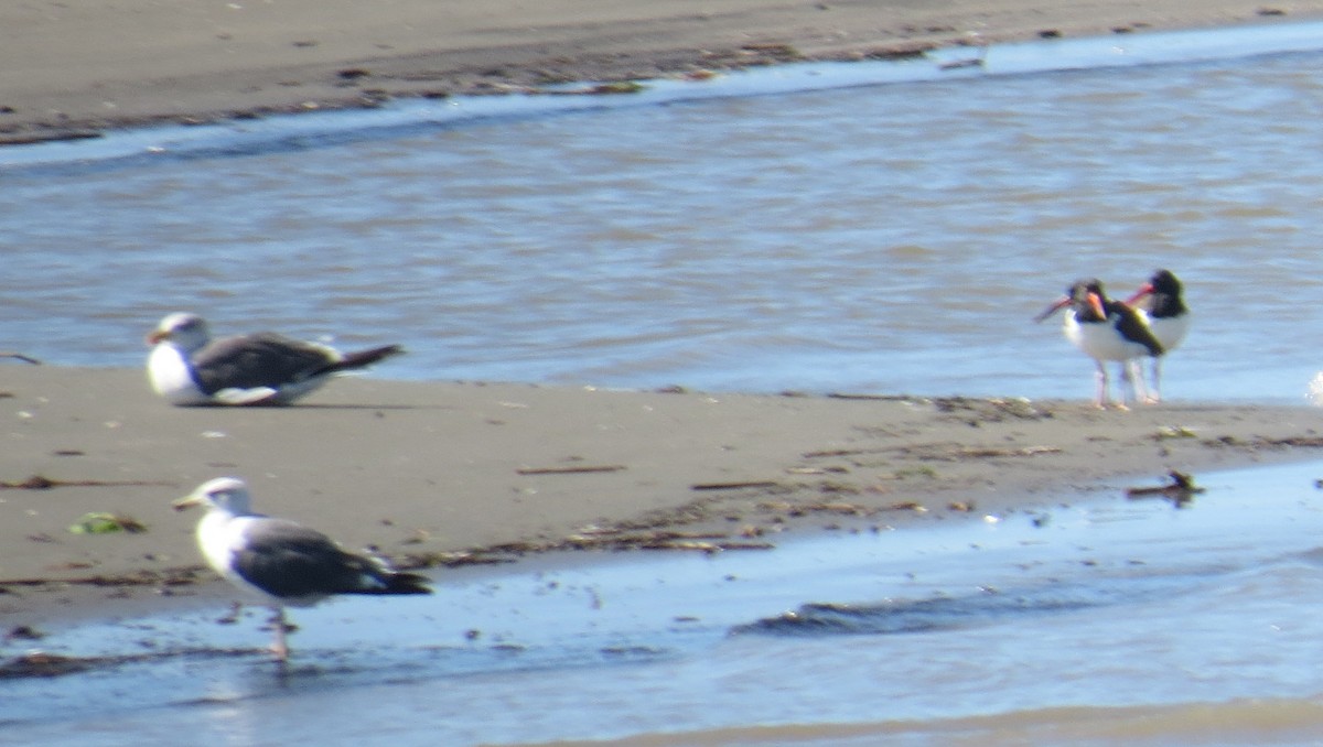 Lesser Black-backed Gull - ML37787411