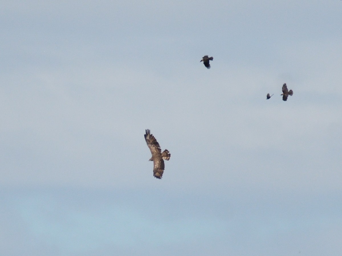 Short-toed Snake-Eagle - Haemoglobin Dr