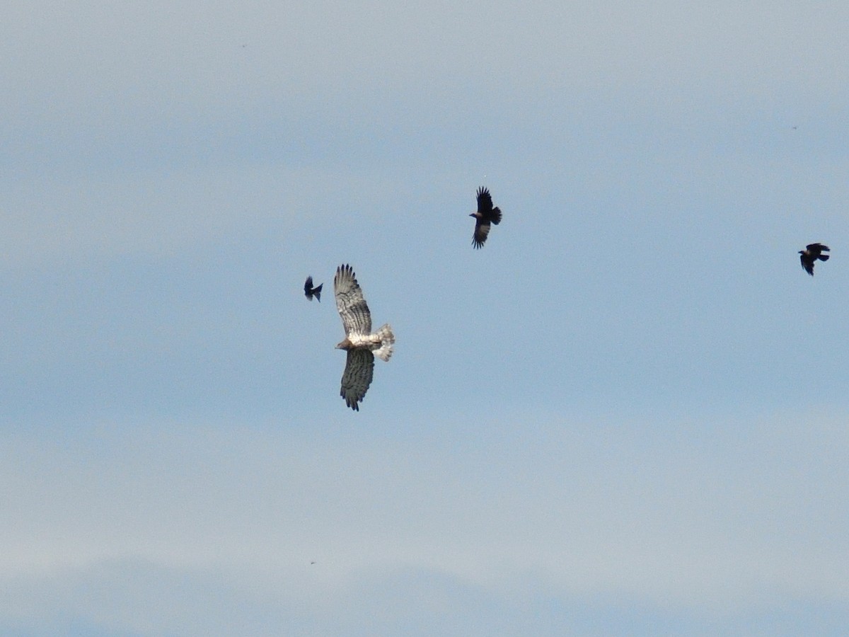 Short-toed Snake-Eagle - ML377874261