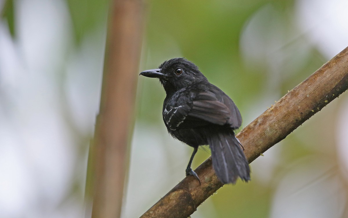 Castelnau's Antshrike - Christoph Moning