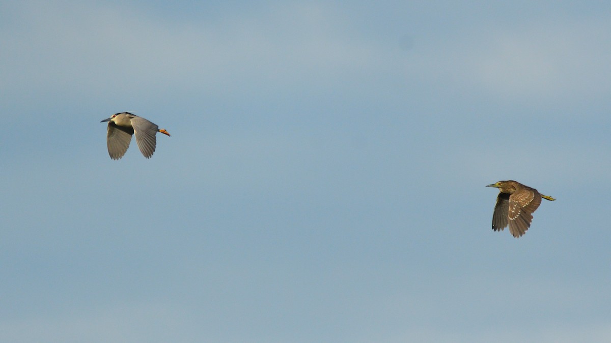 Black-crowned Night Heron - ML377874551