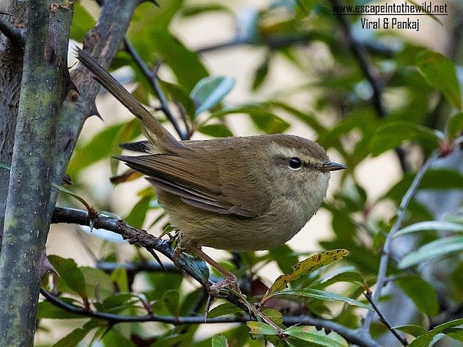 Hume's Bush Warbler - Pankaj Maheria