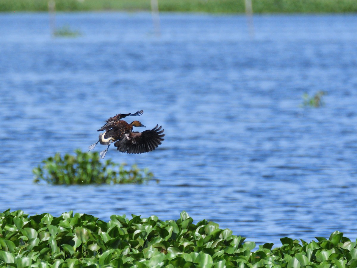 Fulvous Whistling-Duck - Haemoglobin Dr