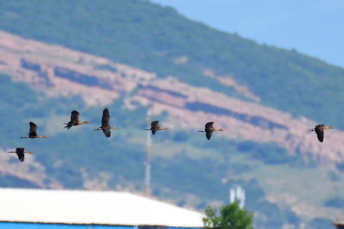 Fulvous Whistling-Duck - Haemoglobin Dr