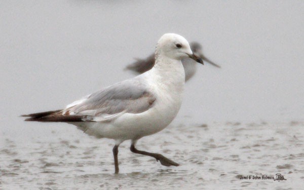 Relict Gull - ML377875871