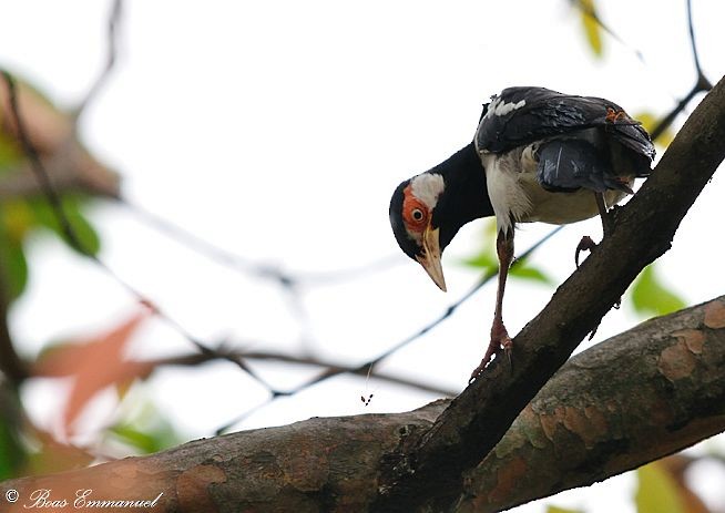 Javan Pied Starling - Boas Emmanuel