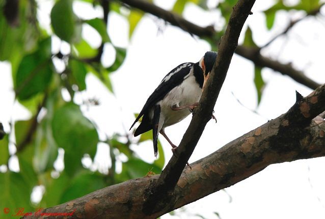 Javan Pied Starling - ML377876191