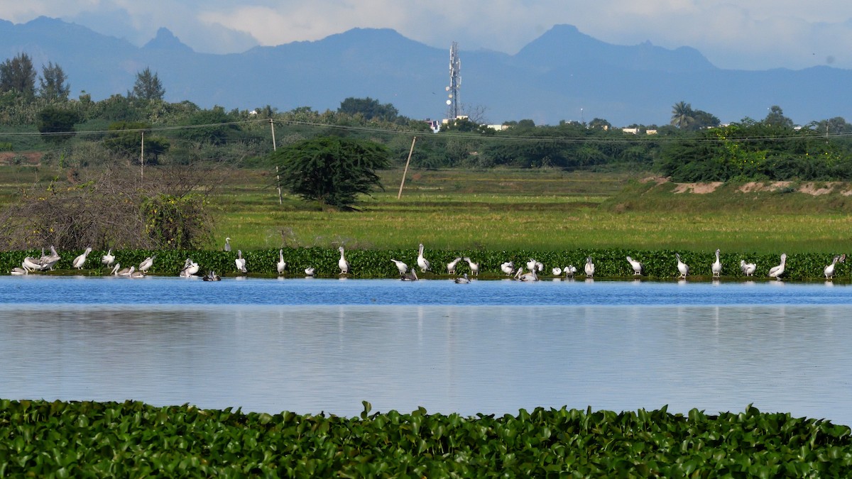 Spot-billed Pelican - ML377876251