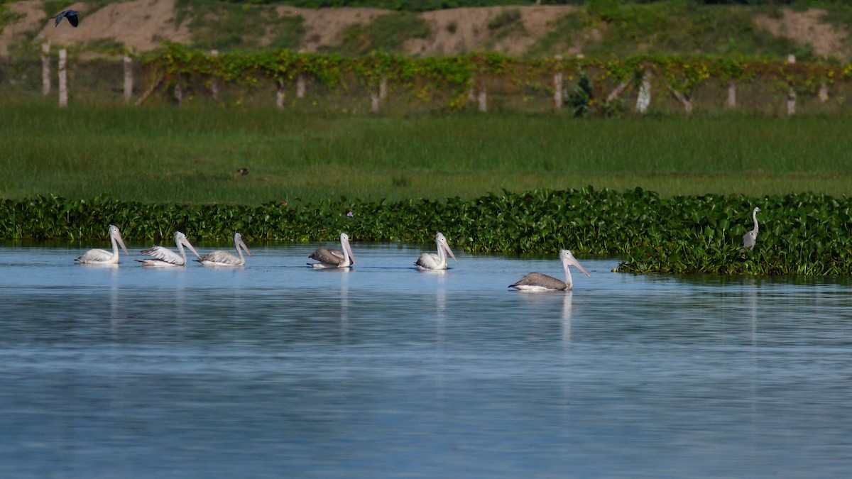 Spot-billed Pelican - Haemoglobin Dr