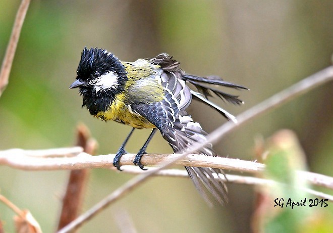 Green-backed Tit - ML377876671