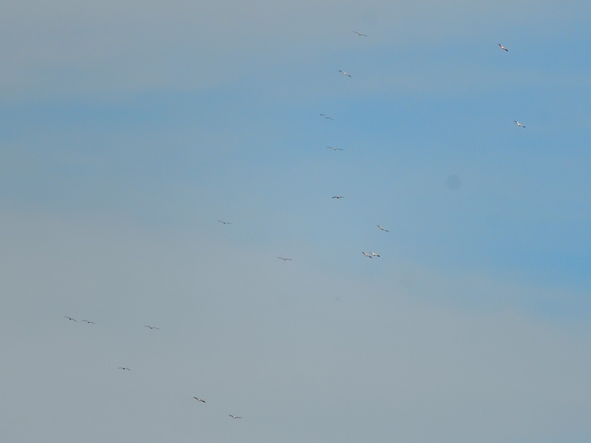 Spot-billed Pelican - ML377876861